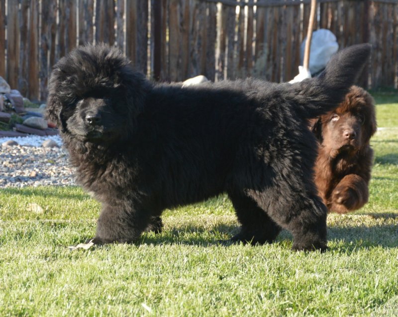 Фотография № 230793