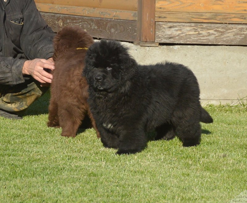 Фото: ньюфаундленд S'Nezhnaya Vjuga Gabriely (С'Нежная Вьюга Габриэль)