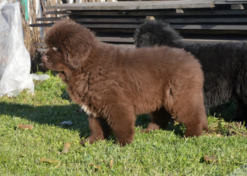 Фотография № 230798