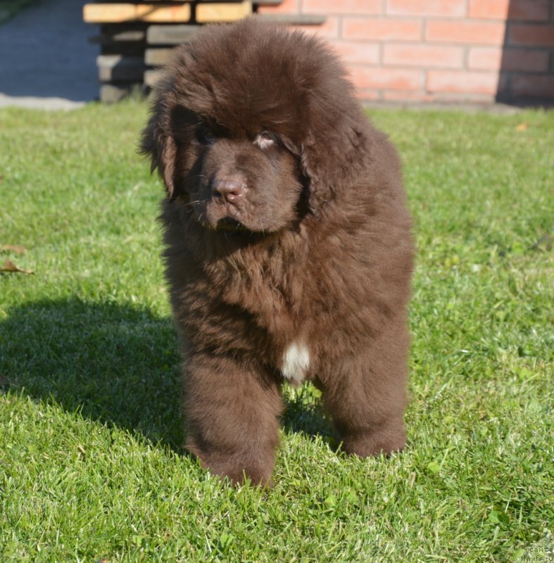 Фотография № 230799