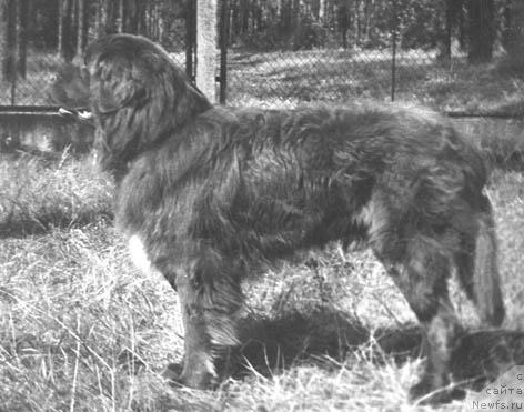 Фото: ньюфаундленд Ruslan (Руслан)