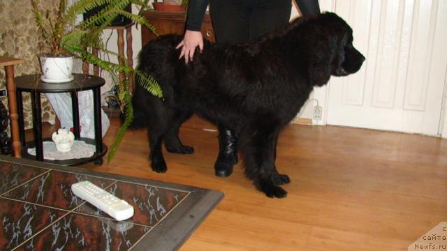 Фото: ньюфаундленд Zhanna D'Ark Peyv Black (Жанна Д'Арк Пэйв Блэк)