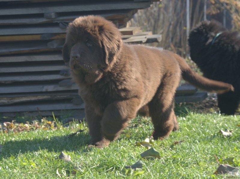 Фотография № 230802