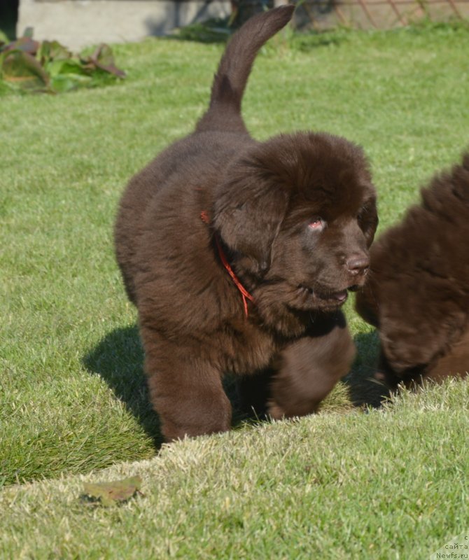 Фотография № 230805