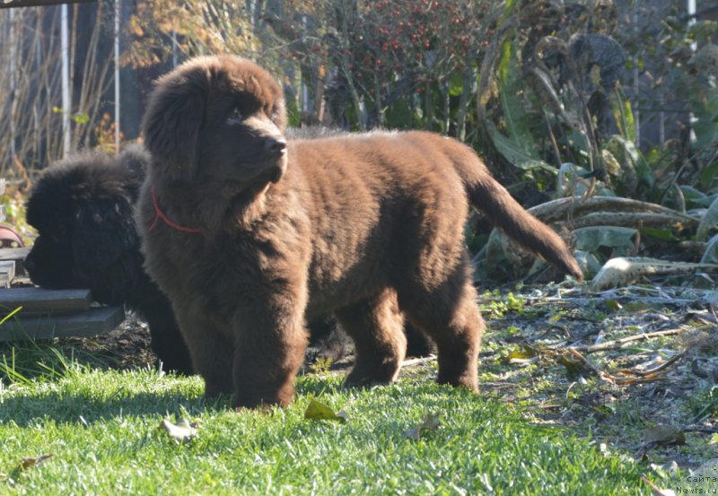 Фотография № 230806