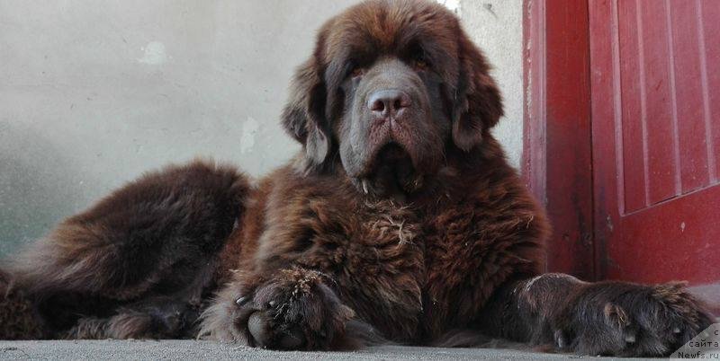 Фото: ньюфаундленд Brownblood MSK Armata Loyar Aid (Браунблад МСК Армата Лойар Аид)