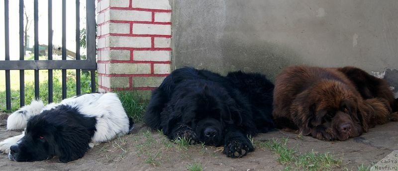 Фото: ньюфаундленд Brownblood MSK Armata Loyar Aid (Браунблад МСК Армата Лойар Аид)