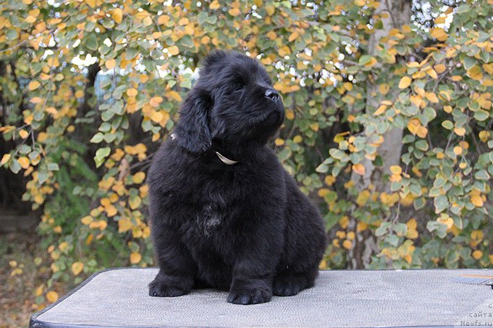 Фотография № 230817