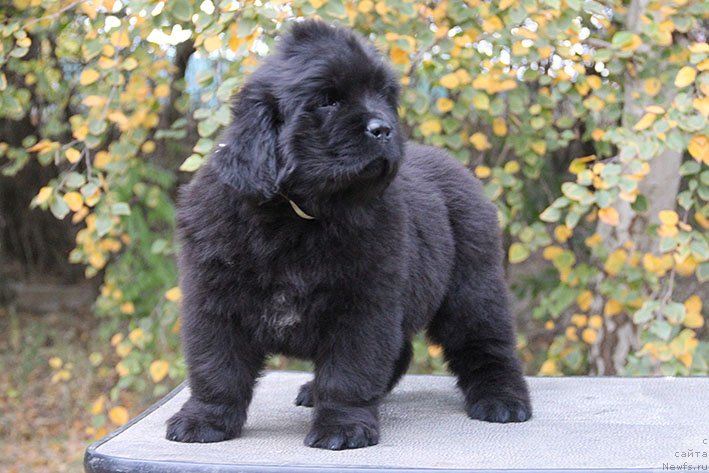 Фотография № 230819