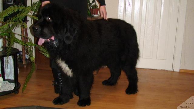 Фото: ньюфаундленд Norkros Vasco da Gama