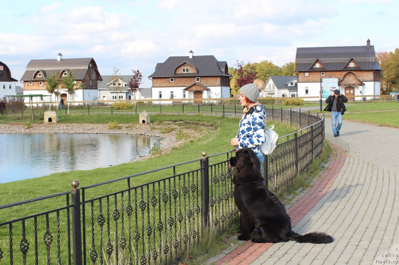 Фото: ньюфаундленд Brownblood MSK Lavy Neman (Браунблад MCК Лави Нэман), Aleksandra Vasina (Александра Васина)