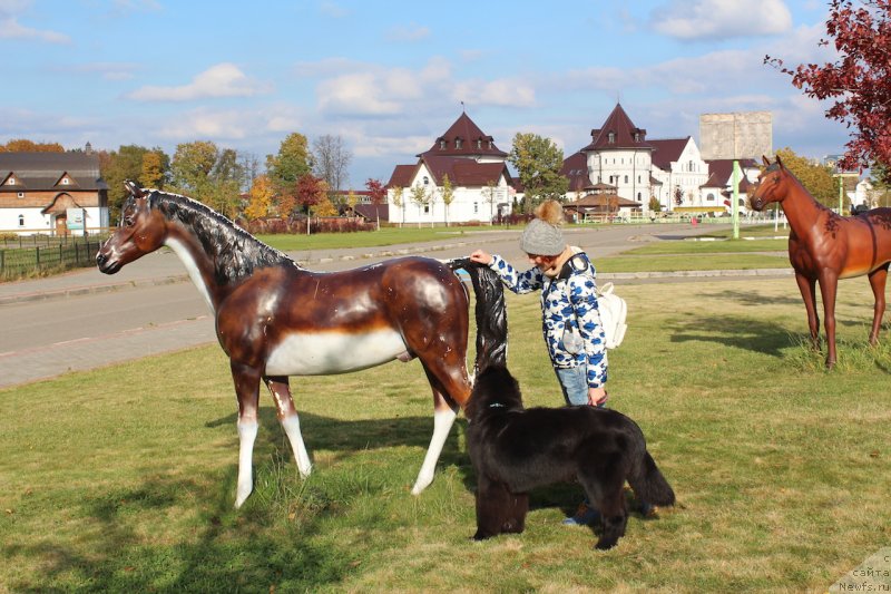 Фото: ньюфаундленд Brownblood MSK Lavy Neman (Браунблад MCК Лави Нэман), Aleksandra Vasina (Александра Васина)
