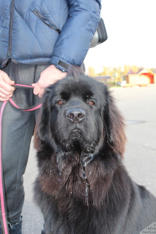 Фото: ньюфаундленд Brownblood MSK Lavy Neman (Браунблад MCК Лави Нэман)