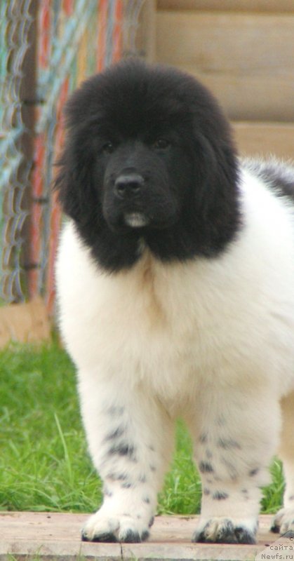 Фото: ньюфаундленд Snou Viking Bella (Сноу Викинг Белла)