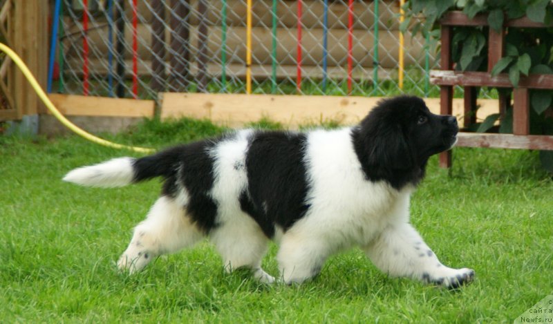 Фото: ньюфаундленд Snou Viking Bella (Сноу Викинг Белла)