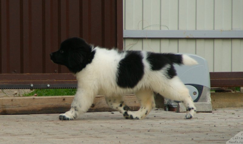 Фото: ньюфаундленд Snou Viking Bella (Сноу Викинг Белла)