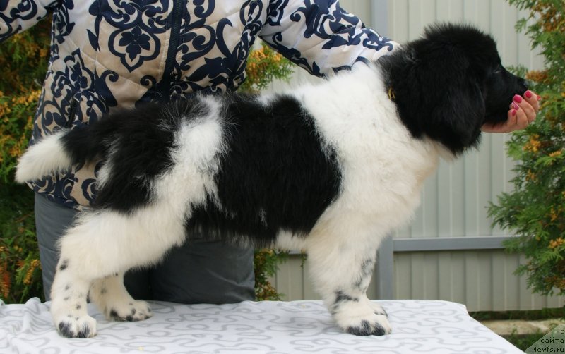 Фото: ньюфаундленд Snou Viking Bella (Сноу Викинг Белла)