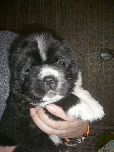 Фото: ньюфаундленд Super Bizon Gera (Супер Бизон Гера)