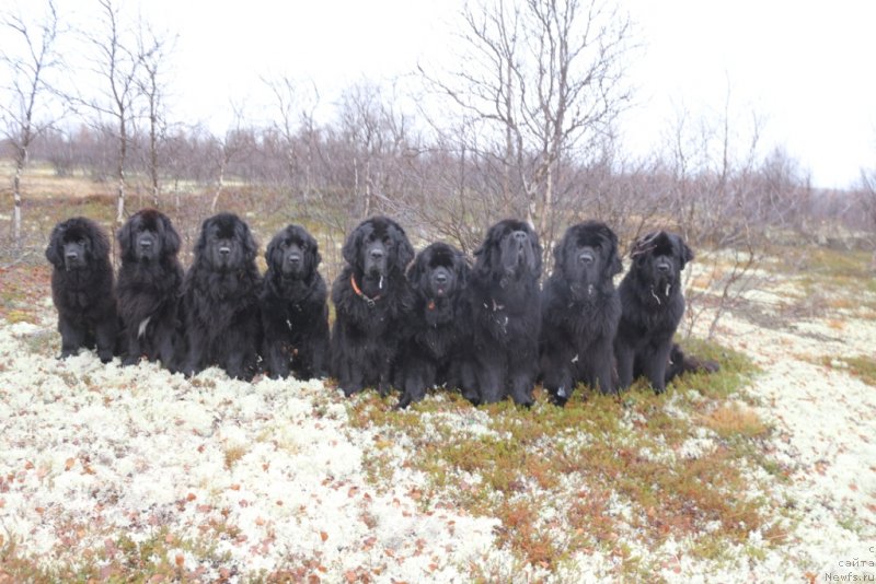 Фото: Элли, ньюфаундленд Neretum Tribe Xagrid, ньюфаундленд Fortuna of Giant's Island, ньюфаундленд Anabelle Kvin of zye Mountayns (Анабелле Квин оф зэ Моунтайнс), ньюфаундленд Gloriya Grand Blek (Глория Гранд Блек), ньюфаундленд YAntarnaya Mechta (Янтарная Мечта), ньюфаундленд Beguschaya po Volnam Zero Kool (Бегущая по Волнам Зеро Коол), ньюфаундленд King of Helluland You Shock Me, ньюфаундленд Daymond King (Даймонд Кинг)