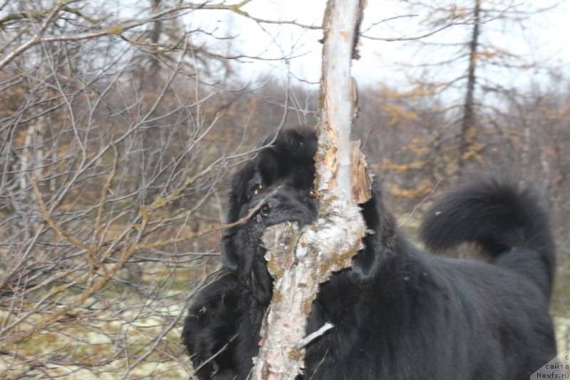 Фото: ньюфаундленд Daymond King (Даймонд Кинг)