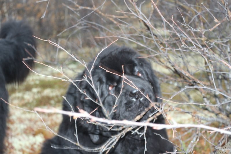 Фото: ньюфаундленд YAntarnaya Mechta (Янтарная Мечта)