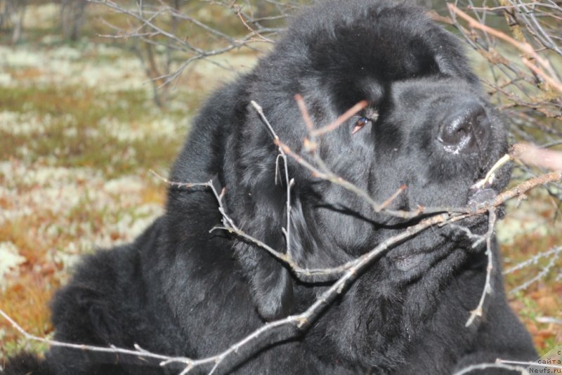 Фото: ньюфаундленд YAntarnaya Mechta (Янтарная Мечта)