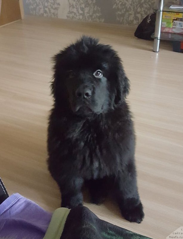 Фотография № 230837