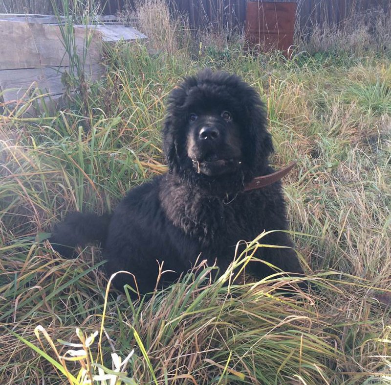 Фотография № 230838