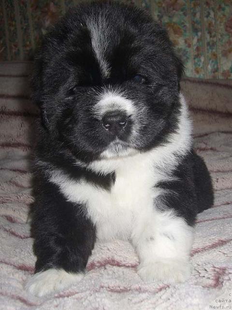 Фото: ньюфаундленд Super Bizon Gera (Супер Бизон Гера)