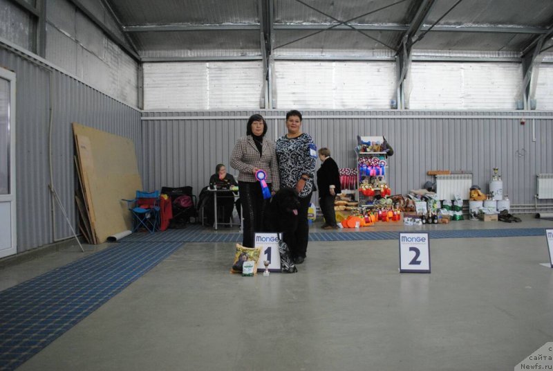 Фото: ньюфаундленд Inviting Look of Love (Инвайтинг Лук оф Лав)