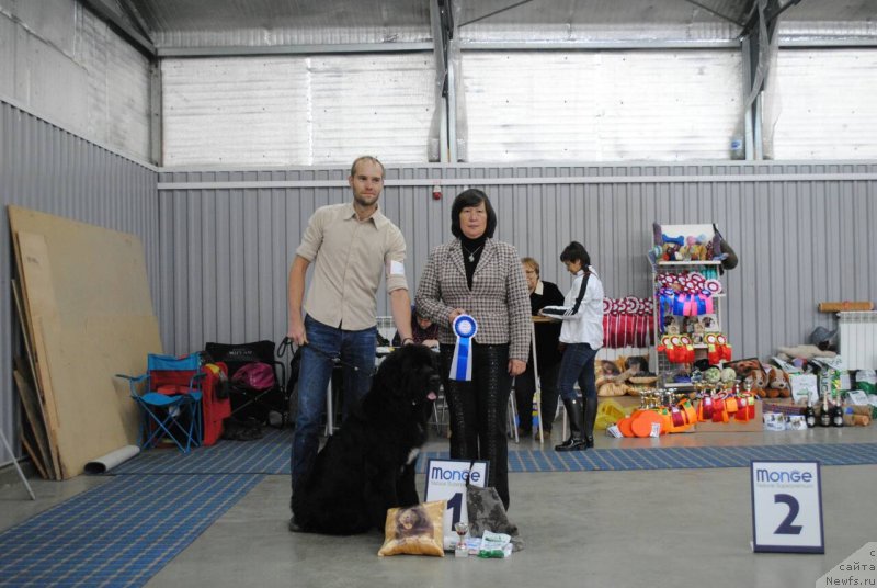 Фото: ньюфаундленд Cherniy Balu Lord-Kantsler (Черный Балу Лорд-Канцлер)