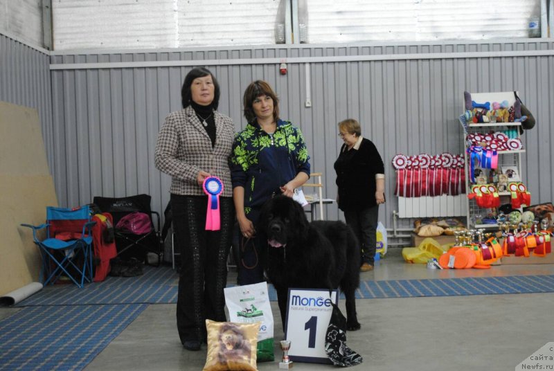 Фото: ньюфаундленд CHernyiy Balu Efrem (Черный Балу Ефрем)