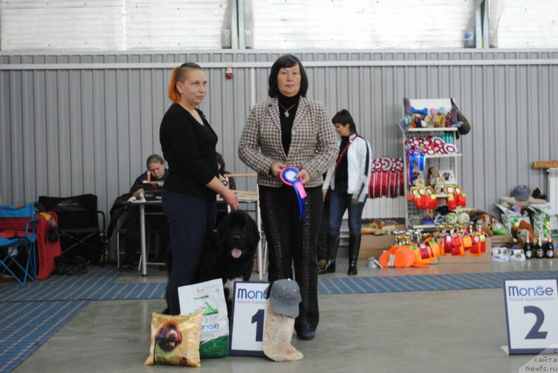 Фото: ньюфаундленд Terra Viktoriya Velikaya Volga (Терра Виктория Великая Волга)