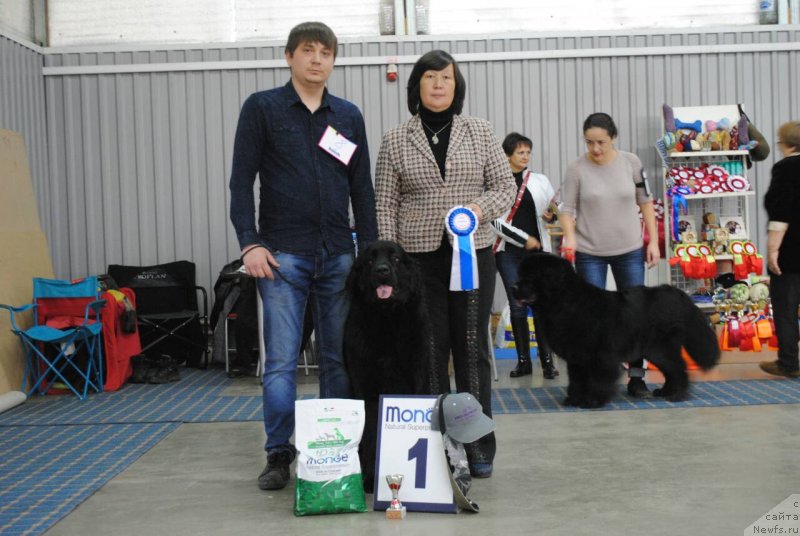 Фото: ньюфаундленд CHernyiy Balu Zaznoba Dushi Moey (Черный Балу Зазноба Души Моей)