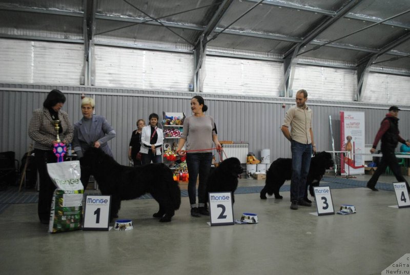 Фото: ньюфаундленд CHernyiy Balu Ippolit Denovich (Черный Балу Ипполит Денович), ньюфаундленд CHernyiy Balu Evita Leona (Черный Балу Евита Леона), ньюфаундленд Cherniy Balu Lord-Kantsler (Черный Балу Лорд-Канцлер)