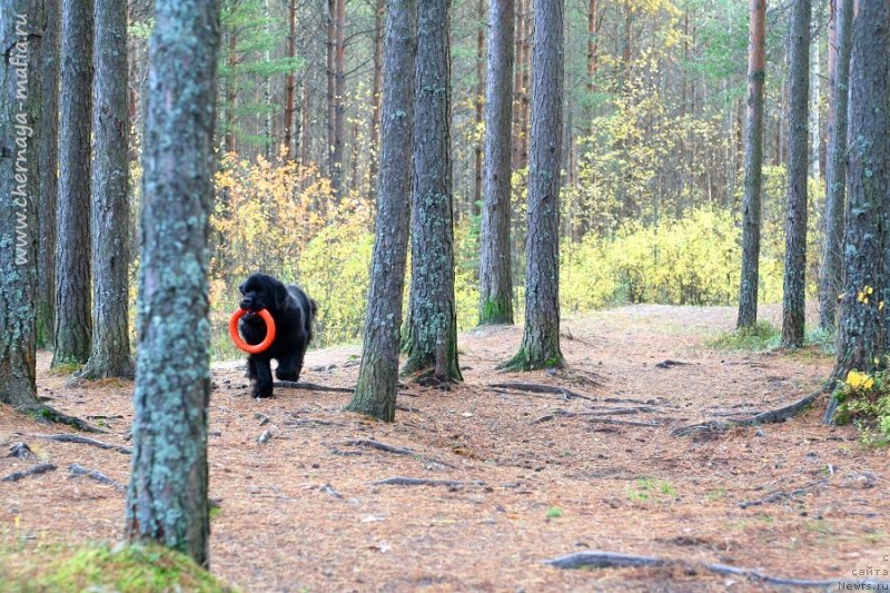 Фото: ньюфаундленд Chernaya Mafia Because I Am Worth It (Черная Мафия Бекаусе И Ам Вортх Ит)