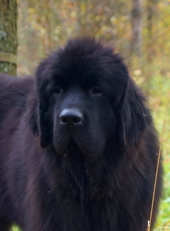 Фото: ньюфаундленд Fluffy Avalanch Veyat (Флюфи Аваланч Веят)