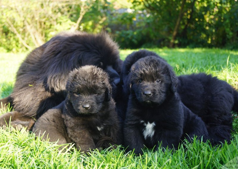 Фото: ньюфаундленд Enigmatic Kingd Dance With You (Енигматик Кингд Дансе Витх Юоу), ньюфаундленд Enigmatic Kingd Dont Let Me Go (Енигматик Кингд Донт Лет Ме Го)