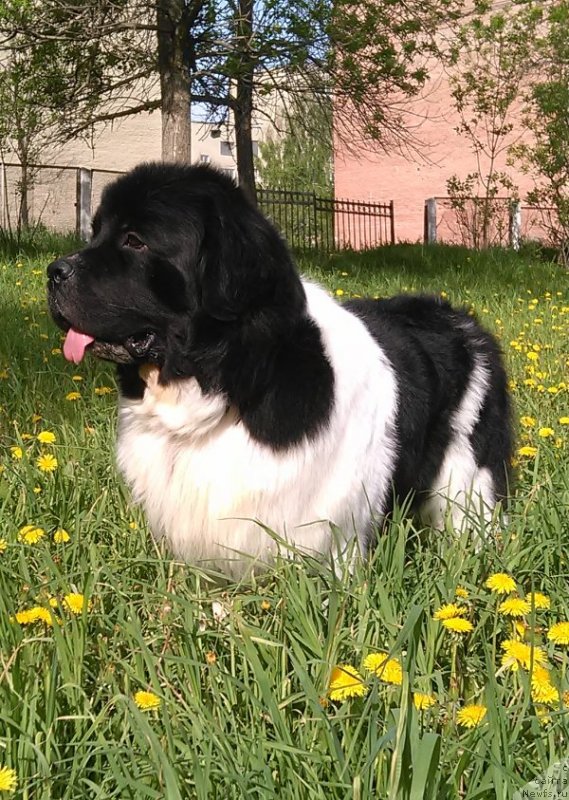 Фото: ньюфаундленд Gordon Ing'l Perikl'z from Rashn Bear (Гордон Инг'л Перикльз фром Рашн Беар)