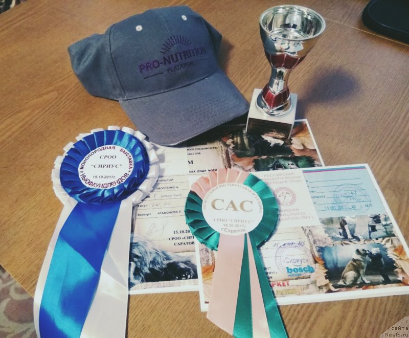 Фото: ньюфаундленд CHernyiy Balu Zaznoba Dushi Moey (Черный Балу Зазноба Души Моей)