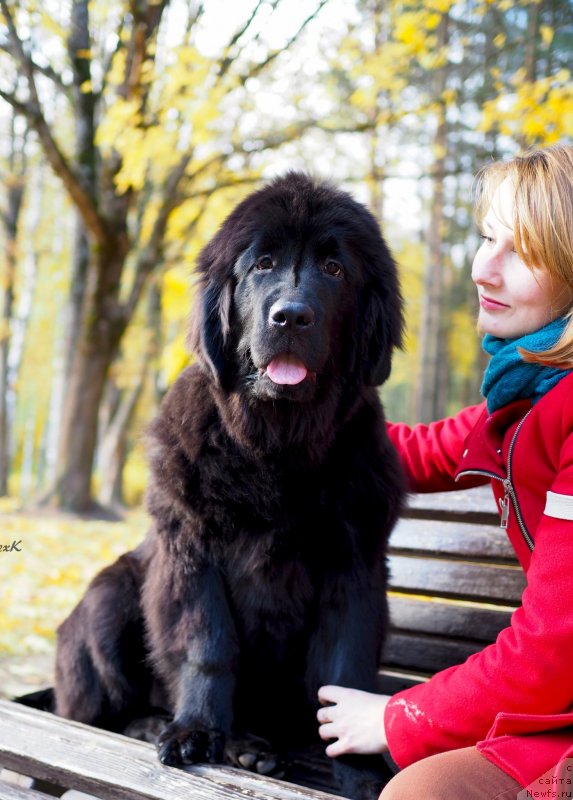Фото: ньюфаундленд Harikeyn Kleopatra (Харикейн Клеопатра)