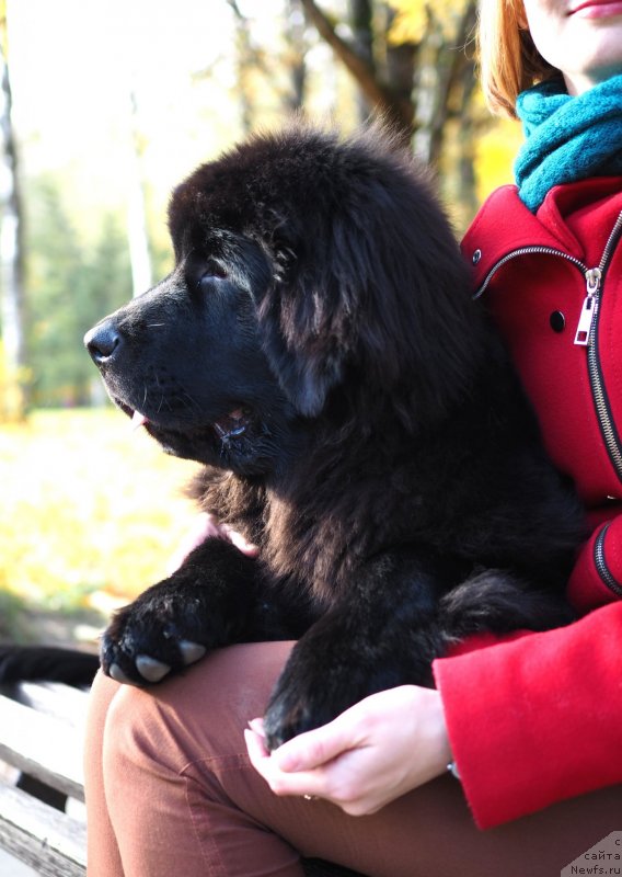 Фото: ньюфаундленд Harikeyn Kleopatra (Харикейн Клеопатра)