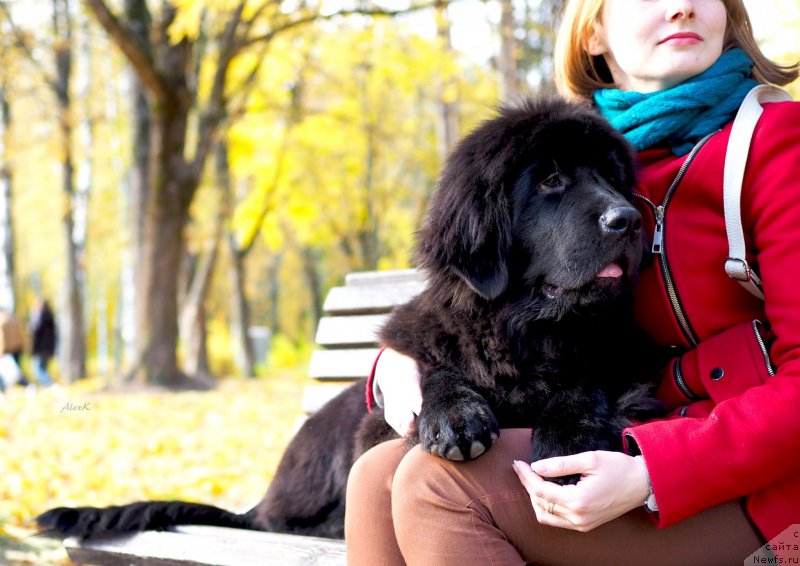 Фото: ньюфаундленд Harikeyn Kleopatra (Харикейн Клеопатра)