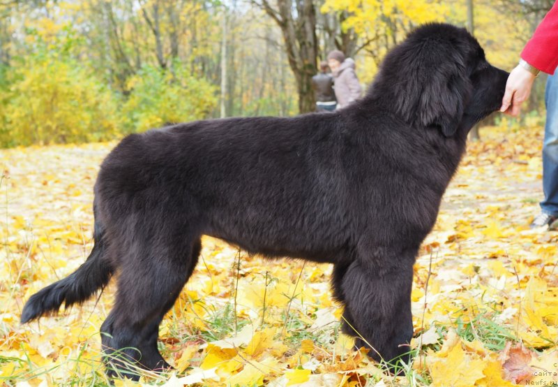 Фото: ньюфаундленд Harikeyn Kleopatra (Харикейн Клеопатра)