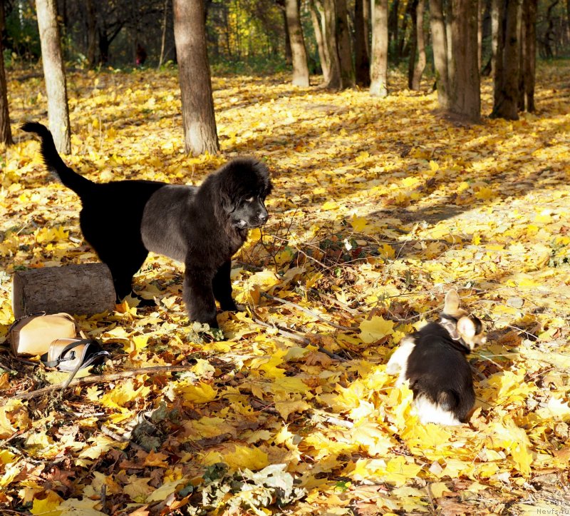 Фото: ньюфаундленд Harikeyn Kleopatra (Харикейн Клеопатра)