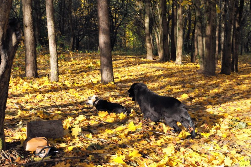 Фото: ньюфаундленд Harikeyn Kleopatra (Харикейн Клеопатра)
