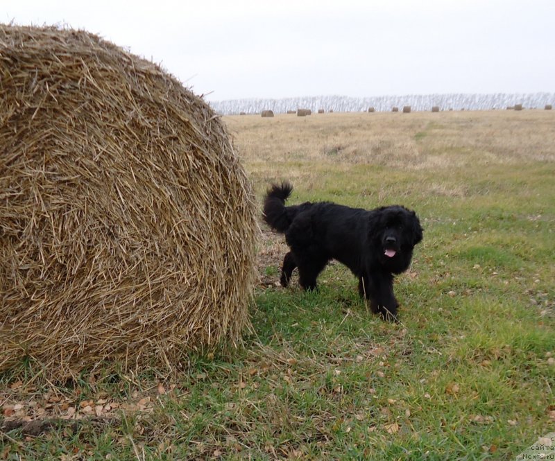 Фото: ньюфаундленд Uvertyura Toyanskaya iz Tihogo Omuta (Увертюра Тоянская из Тихого Омута)