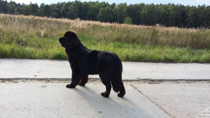 Фото: ньюфаундленд Paola Solnce (Паола Солнце)