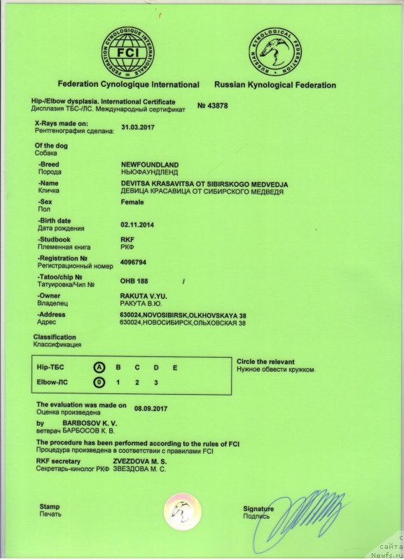 Фото: ньюфаундленд Devitsa Krasavitsa ot Sibirskogo Medvedja (Девица Красавица от Сибирского Медведя)