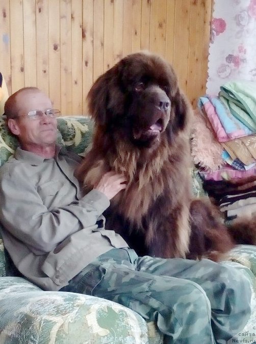 Фото: ньюфаундленд Braunblad MSK Sidni Svitin Sanlayt (Браунблад МСК Сидни Свитин Санлайт)